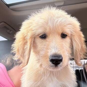 Honey -  Mixed Breed Dog for Adoption - Honey | PetCurious