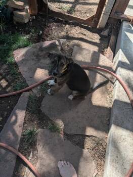 RABBIT -  Shepherd Dog for Adoption in Broomfield, Colorado - RABBIT | PetCurious
