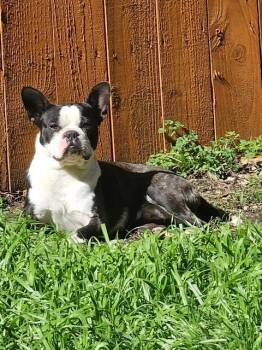 Elton -  Boston Terrier Dog for Adoption in Lockhart, Texas - Elton | PetCurious