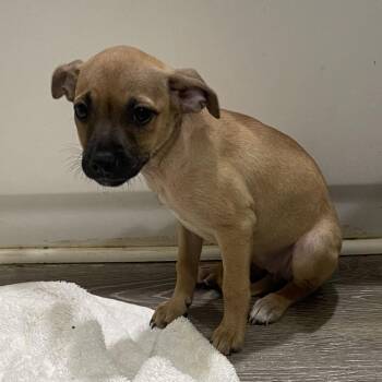 Jack Russell Terrier Dogs Available for Adoption in Wahiawa, Hawaii - Hushpuppy | PetCurious