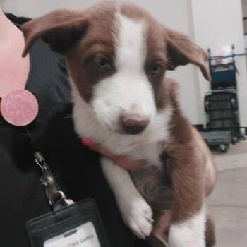 Rip -  Border Collie Dog Available for Adoption in Lake Havasu City, Arizona - Rip | PetCurious