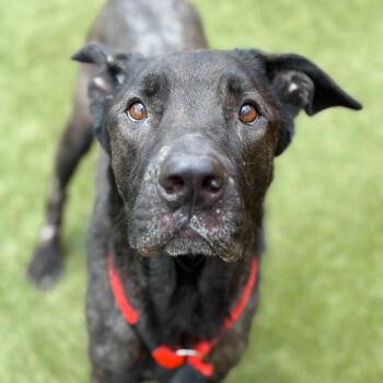 Nonna -  Mixed Breed Dog for Adoption in Philadelphia, Pennsylvania - Nonna | PetCurious