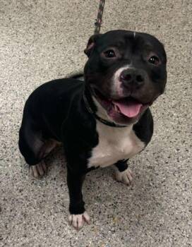 Zoey -  Pit Bull Terrier and Mixed Breed Dog for Adoption in Kansas City, Missouri - Zoey | PetCurious