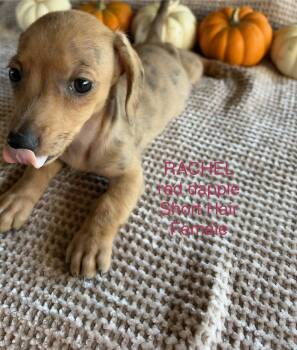 Rachel  -  Miniature Dachshund Dog for Adoption in Brookhaven, Mississippi - Rachel  | PetCurious
