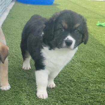 Corgi and Husky Dogs Available for Adoption in Liberty, Missouri - Sonny | PetCurious