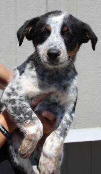 Cattle Dog and Mixed Breed Dogs Available for Adoption in Vacaville, California - Howie | PetCurious
