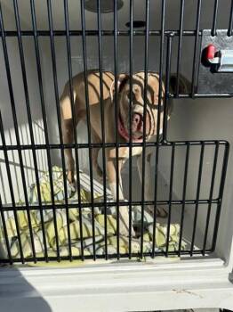 American Bulldog and Mixed Breed Dogs Available for Adoption - MILLIE | PetCurious