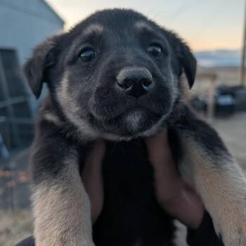 Mixed Breed Dogs Available for Adoption - T-Bone | PetCurious