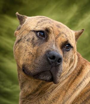Nelson -  Bulldog Dog for Adoption in Guntersville, Alabama - Nelson | PetCurious