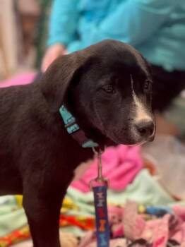 Australian Shepherd and Black Labrador Retriever Dogs Available for Adoption - Rogue | PetCurious