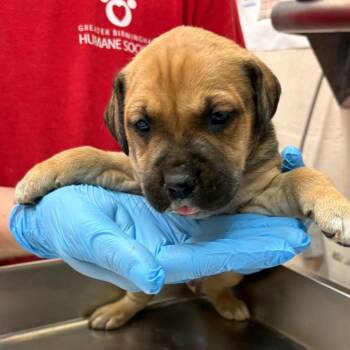 Thor -  Terrier and Mixed Breed Dog for Adoption in Birmingham, Alabama - Thor | PetCurious
