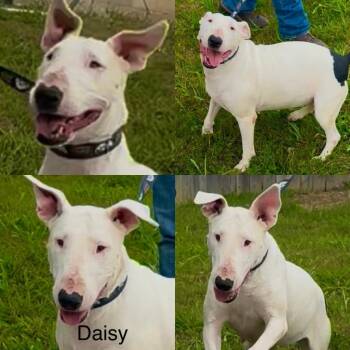 Rescue Bull Terrier Dogs for Adoption in White Hall, Illinois - Daisy | PetCurious