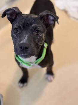 Bulldog Dogs Available for Adoption in Pawleys Island, South Carolina - Polly Anna | PetCurious