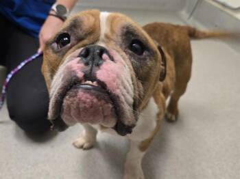 English Bulldog Dogs Available for Adoption in Auburn, California - HAN SOLO | PetCurious