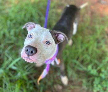 MARTIE MAE -  Pit Bull Terrier Dog for Adoption in Charlotte, North Carolina - MARTIE MAE | PetCurious