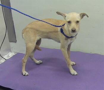 Rescue Chihuahua and Mixed Breed Dogs for Adoption in Houston, Texas - A2042987 | PetCurious