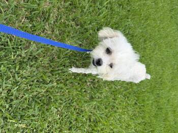 Duchess -  Maltipoo Dog for Adoption in Louise, Texas - Duchess | PetCurious