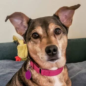 Rescue Shepherd and Mixed Breed Dogs for Adoption in Lenexa, Kansas - Topaz | PetCurious