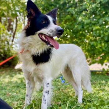 Zuzu -  Border Collie Dog for Adoption in The Woodlands, Texas - Zuzu | PetCurious