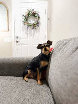 Miniature Schnauzer Dogs Available for Adoption in Goodyear, Arizona - Fanta | PetCurious