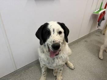 OZZIE -  Great Pyrenees and Australian Cattle Dog Blue Heeler Dog for Adoption in Loveland, Colorado - OZZIE | PetCurious