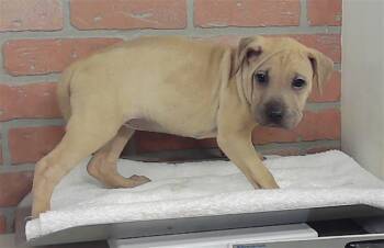 ANIYA -  Staffordshire Bull Terrier and Mixed Breed Dog for Adoption in Houston, Texas - ANIYA | PetCurious