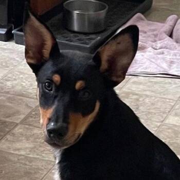 JT -  Shepherd and Terrier Dog for Adoption in Bloomfield, Connecticut - JT | PetCurious