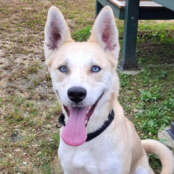 Oprah -  Husky Dog for Adoption in Grayslake, Illinois - Oprah | PetCurious