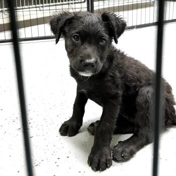 (COD) Beanie -  Mixed Breed Dog for Adoption in Douglas, Arizona - (COD) Beanie | PetCurious