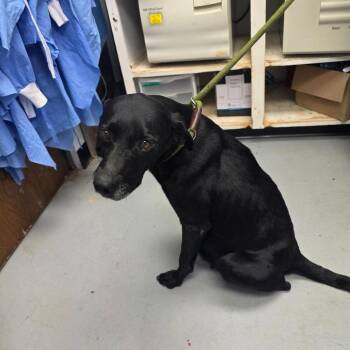 Amaya -  Mixed Breed Dog for Adoption in Duncan, Oklahoma - Amaya | PetCurious
