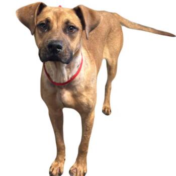 Stein -  German Shepherd Dog Dog for Adoption in Red Bluff, California - Stein | PetCurious