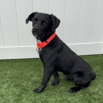 Quesadilla -  Mixed Breed Dog for Adoption in Naperville, Illinois - Quesadilla | PetCurious