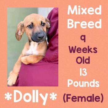 Dolly -  Mixed Breed Dog for Adoption - Dolly | PetCurious