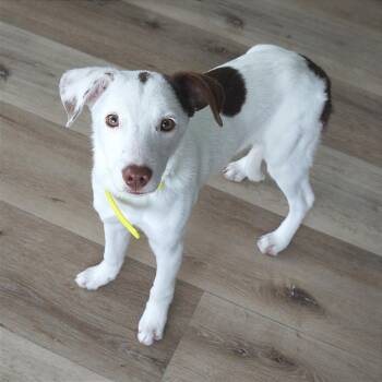 Mixed Breed and Border Collie Dogs Available for Adoption - Lizzie | PetCurious