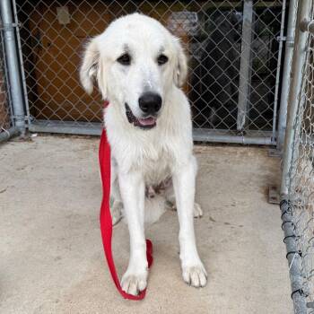 Jude -  Great Pyrenees Dog for Adoption in Birmingham, Alabama - Jude | PetCurious