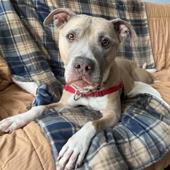 Pit Bull Terrier Dogs Available for Adoption - Dusty | PetCurious
