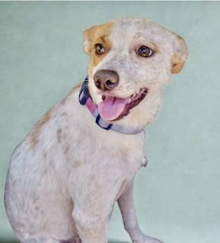 Chespita -  Cattle Dog and Labrador Retriever Dog for Adoption in Escondido, California - Chespita | PetCurious