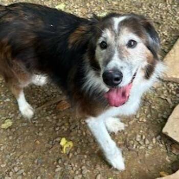 Flynn -  Collie Dog Available for Adoption in Knoxville, Tennessee - Flynn | PetCurious
