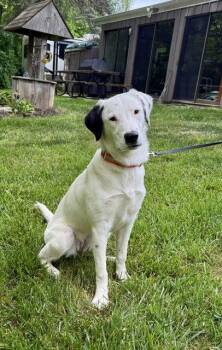 Labrador Retriever and Dalmatian Dogs Available for Adoption in North Prairie, Wisconsin - **IZZY** | PetCurious