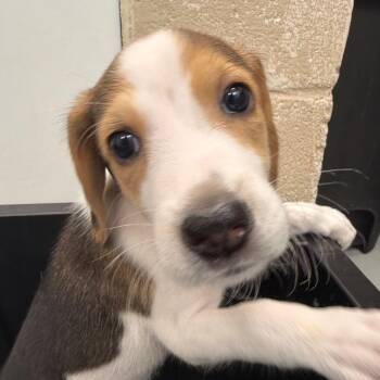 Orchid -  Beagle and Mixed Breed Dog for Adoption in Troy, Virginia - Orchid | PetCurious