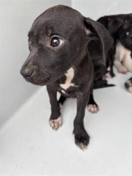 A661270 -  Pit Bull Terrier and Mixed Breed Dog for Adoption in Houston, Texas - A661270 | PetCurious