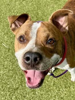 Camp Rock -  Mixed Breed Dog for Adoption in Wichita, Kansas - Camp Rock | PetCurious