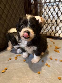 Border Collie and Terrier Dogs Available for Adoption - Sunshine | PetCurious