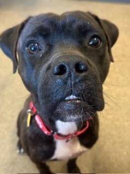 Dallas -  Boxer Dog for Adoption in Cleveland, Ohio - Dallas | PetCurious