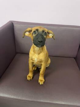 Dreamer in NH. Come Meet our Adoptable Dogs Wednesday-Saturday.  -  Shepherd Dog for Adoption in Manchester, New Hampshire - Dreamer In NH. Come Meet Our Adoptable Dogs Wednesday-Saturday.  | PetCurious