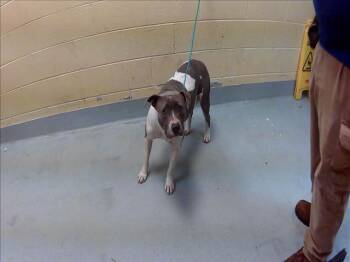 Pit Bull Terrier and Mixed Breed Dogs Available for Adoption in Tulsa, Oklahoma - GLENDA | PetCurious