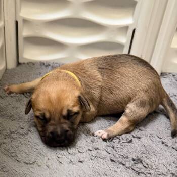 Gemini -  Terrier Dog for Adoption in Palm Springs, California - Gemini | PetCurious