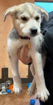 Rescue Husky Dogs for Adoption in Stanwood, Washington - Rhea Ripley | PetCurious