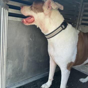 Pit Bull Terrier Dogs Available for Adoption in Saint Joseph, Missouri - Lola | PetCurious