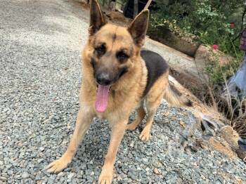 German Shepherd Dog Dogs Available for Adoption in Shingle Springs, California - Norman | PetCurious